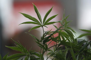 Kanada taps pirmąja G7 valstybe, kuri legalizuos marihuaną