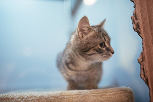 Rado būdą, kaip beglobiams gyvūnams rasti naujus namus