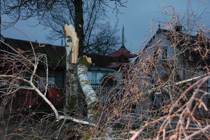 Telšiuose likviduojami vėtros padariniai