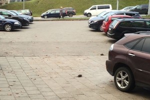 Nufilmavo, kaip Vilniaus centre siautėja pavojingi parazitai