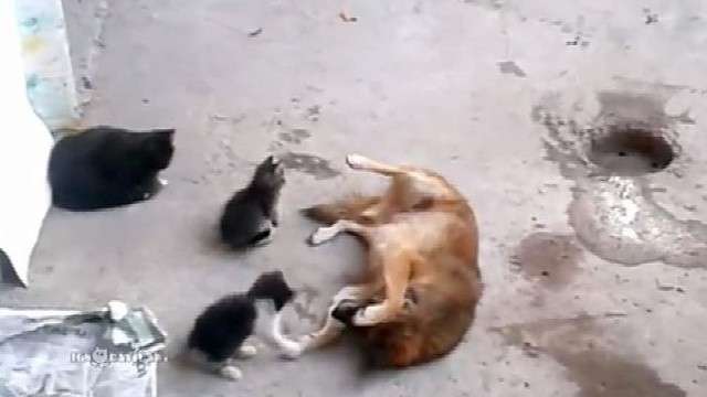 Mielas vaizdelis: šuo susipažino su katės jaunikliais