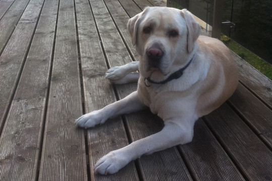 Šeimininkė prašo pagalbos: Vilniuje dingo Labradoro retriveris