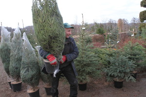 Ką daryti, kad Kalėdų eglutė žaliuotų ilgiau, prigytų po Naujųjų