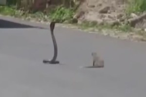 Nufilmavo kobros ir mangusto kovą: štai kuo visa tai baigėsi