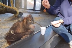 Pokštą orangutanui parodęs vyras tokios jo reakcijos nesitikėjo