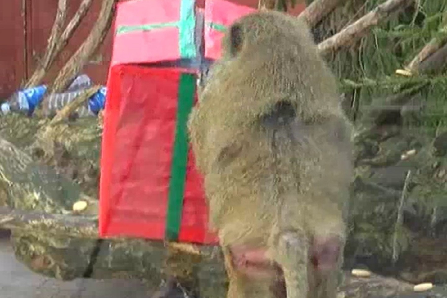Kalėdinės dovanos – zoologijos sodo gyventojams.