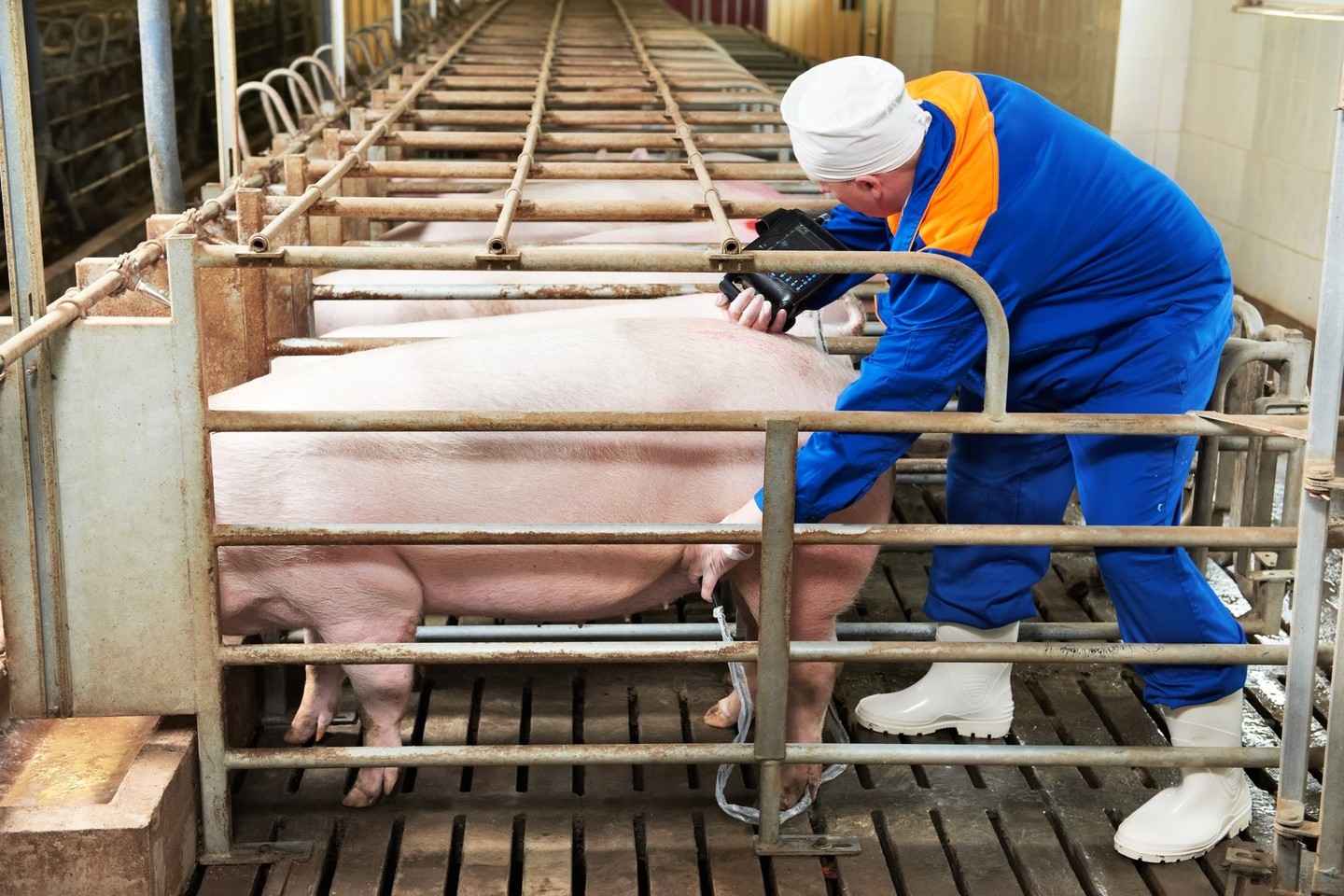 Valstybiniai veterinarijos gydytojai ištiria kiaules, patikrina jų identifikavimo ir registravimo duomenis.<br>123rf nuotr.