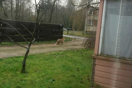 Šakių rajone siautėja nei žmonių, nei šunų nebijanti lapė