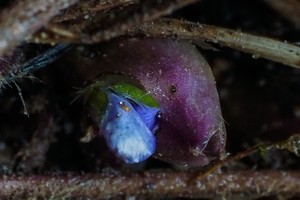 Gruodžio vidurys Vilniuje: žibuoklės žiedas apstulbino fotografą