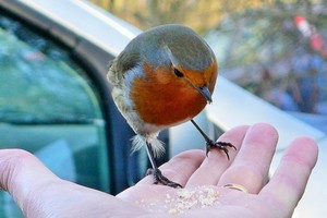 Paukščių elgesys jau įspėja apie prasidėjusias gamtos anomalijas