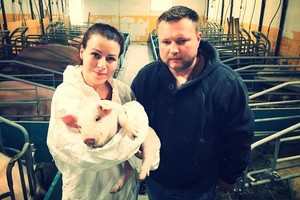 Lietuvis Danijoje tapęs fermos viršininku: „Užsimerki ir darai“