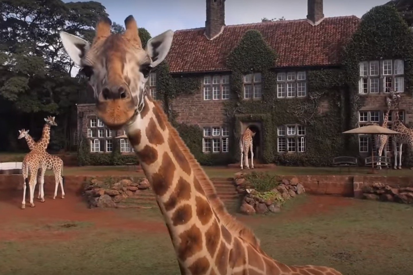 Žirafų dvare – viešbutyje tik dešimt kambarių, tačiau atostogos vietoje, kur rytais svečius sveikina per langą žvelgiančios žirafos išties žada nepamirštamų įspūdžių.<br>Stop kadras (Youtube)