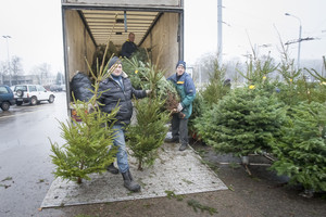 Specialistė patarė, kaip tinkamai prižiūrėti kalėdinę eglutę