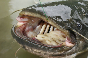 Šamą sugavęs vyras nepatikėjo savo akimis: tokį matė pirmą kartą