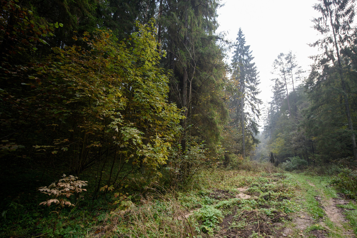 Privačių miškų savininkų sąskaita bus prižiūrimi ir tvarkomi miško keliai Lietuvoje.<br>D.Umbraso nuotr.