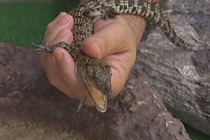 Australijos vaikų Kalėdų troškimas – krokodilas namuose