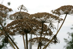 ES invazinių rūšių sąraše – Sosnovskio barščiai ir vėžiai