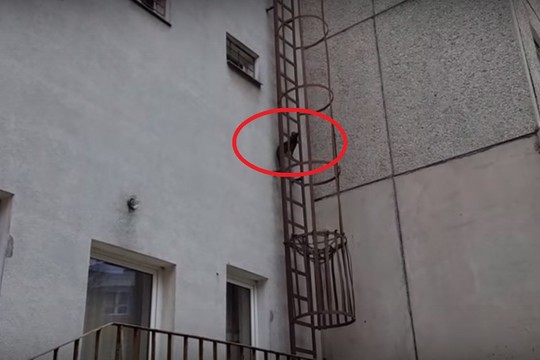 Katinas nustebino savo sugebėjimais pasiekti stogą