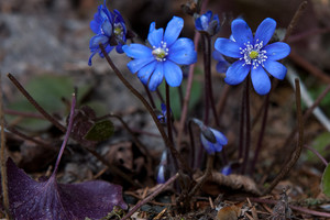 Gamtininkas pasisakė apie šių metų gruodį: žibutės – normalu