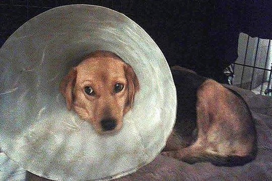 Gerumo pavyzdys – jaunuolių staigmena beglobiams gyvūnams