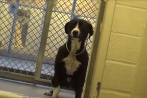 Pamatykite drovaus šuns džiaugsmą, sužinojus, kad turės namus