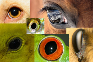 Neįtikėtina tiesa: gyvūnai, išmokę skaičiuoti net trupmenas