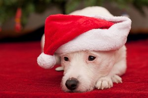 Akimirka iki tragedijos: per šventes augintiniams gresia pavojus