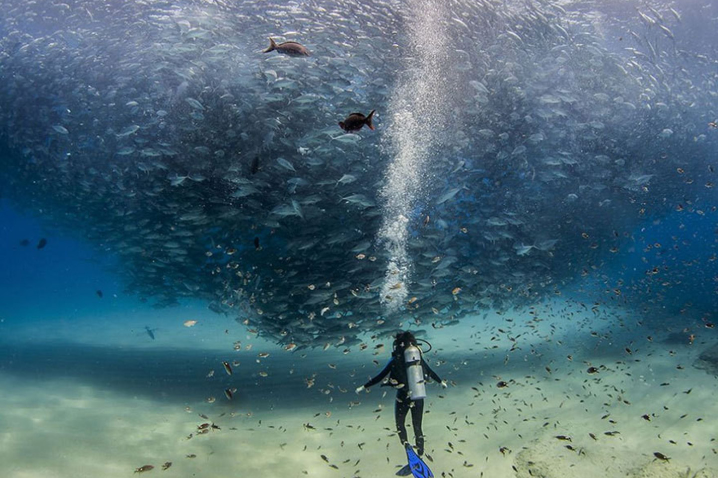 „Visos jūros žuvys“, Meksika.<br>Jeff Hester nuotr.