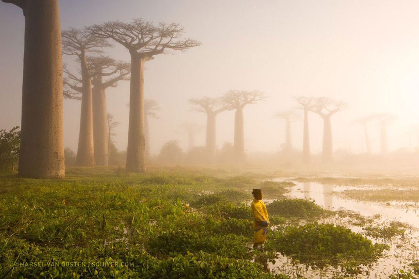 „Miško motina“, Madagaskaras.<br>Marsel van Oosten nuotr.