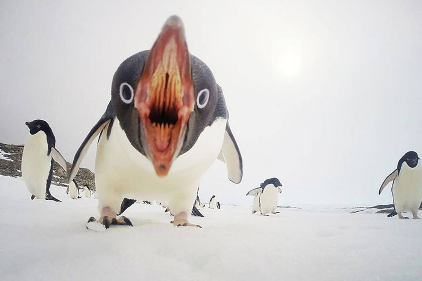 „Kai pingvinai puola“, Antarktida.<br>Clinton Berry nuotr.