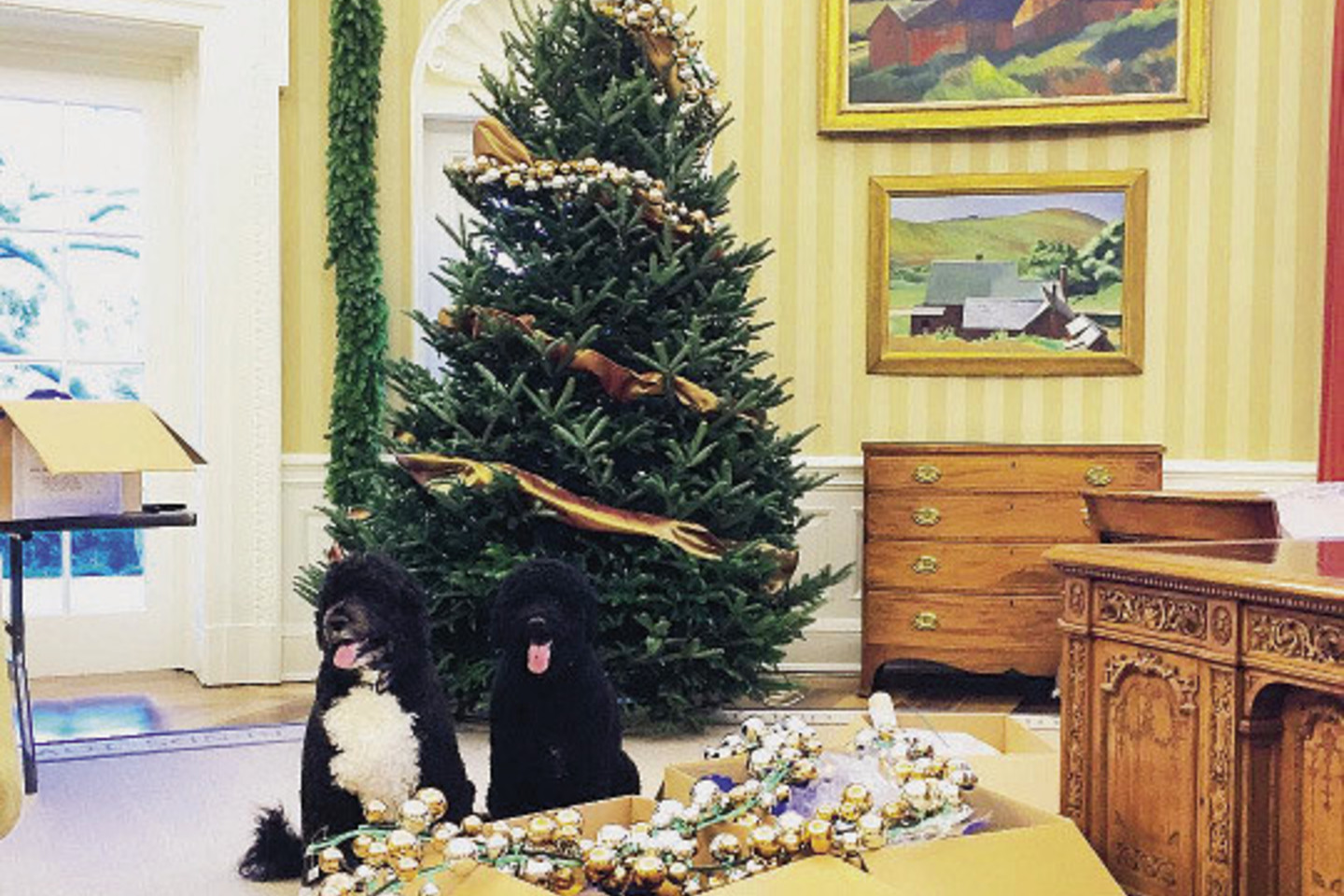 Kalėdiniu laikotarpiu Baltieji rūmai tiesiog žėri. Juos išpuošia specialiai samdyta menininkų komanda, tačiau vieną eglutę papuošia pirmoji JAV ponia Michelle Obama. Šiemet prezidentienė eglę puošė auksinėmis puošmenomis.