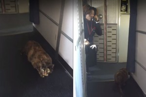 Stiuardesę išgąsdino netikėta viešnia lėktuvo salone