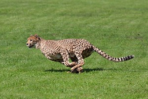 Nustebsite – greičiausias sausumos gyvūnas visai ne gepardas