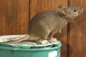 Pavojų žmonėms keliančios žiurkės atkeliauja ir į daugiabučius