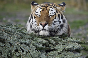 Štai kaip Vokietijos zoologijos sodo gyventojai atšventė Kalėdas