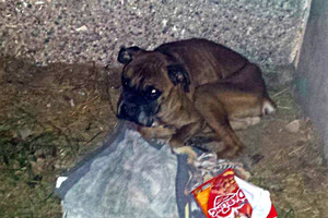 Radinys po daugiabučio namo balkonu sukrėtė net visko mačiusius