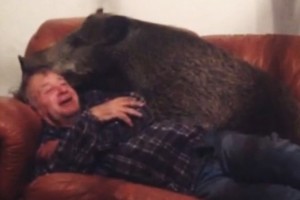 Miške rastas leisgyvis šerniukas virto italų šeimos lepūnėliu