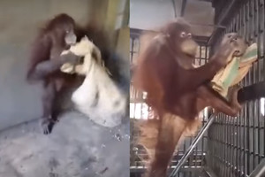 Išradingas orangutanas savo elgesiu nustebino net prižiūrėtojus