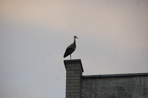 Atėjusi žiema ant daugiabučio stogo atginė gandrą