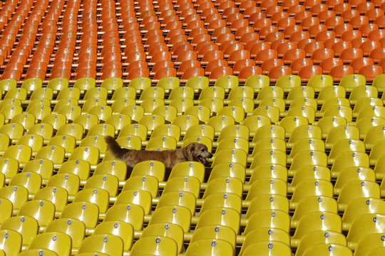 Rungtynių scenarijų kartais rašo gyvūnai: taip būta ir Vilniuje