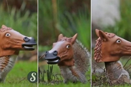 Su arklio galva šokanti voverė privers griebtis už pilvų