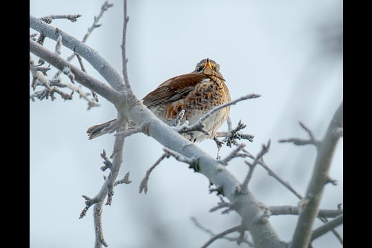 Žiemos vaizduose – išskirtiniai gamtos kadrai.<br>V.Ščiavinsko nuotr.