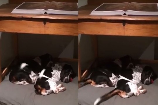 Sinchroniškai uodegas vizginantys šunys sukėlė audrą internete