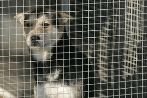 Pradinukų tėvai pašiurpo, pamatę 4-tokų matematikos užduotis