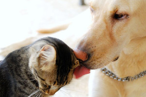 Šunis, kates ir šeškus jau privaloma ženklinti mikroschemomis