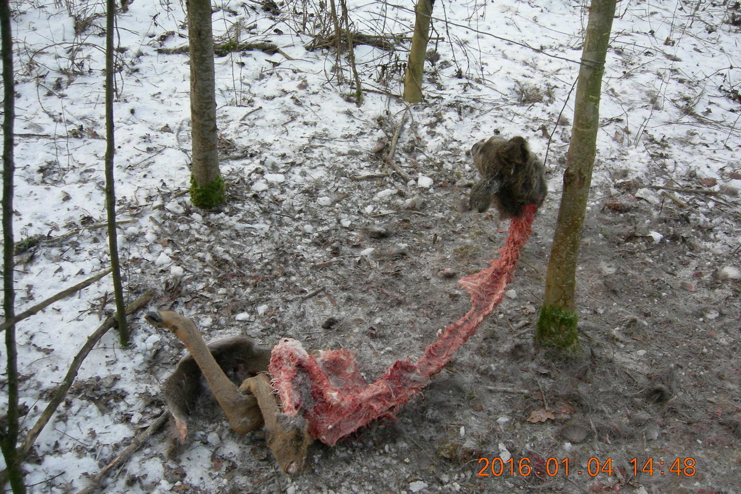 Negyvenamoje sodyboje į brakonieriaus kilpą patekusią stirną suėdė lapės.