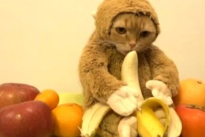 Juokinga ar graudu? Beždžionės kostiumu aprengta katė ėda bananą