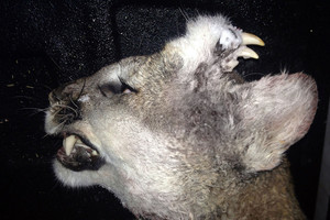 Pumą su ragais sumedžiojęs vyras pašiurpino mokslininkus