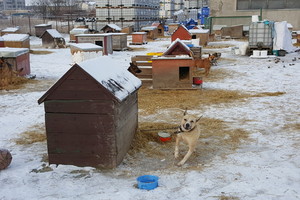 Patikrino, kaip gyvena gyvūnai per šalčius, ir pasibaisėjo