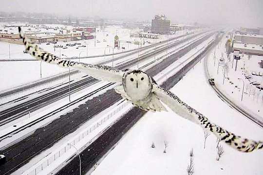 Nepatikėsite, kas užfiksavo šį tobulo grožio kadrą